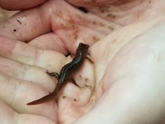 Desmognathus brimleyorum