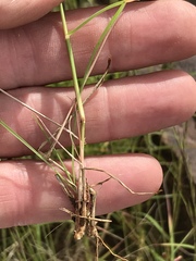 Eragrostis obtusa
