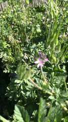 Erodium moschatum