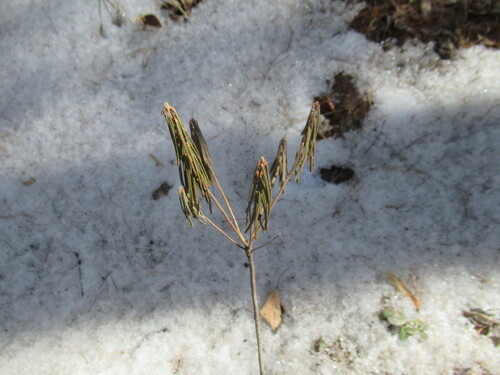 marsh Labrador tea (Rhododendron tomentosum)
