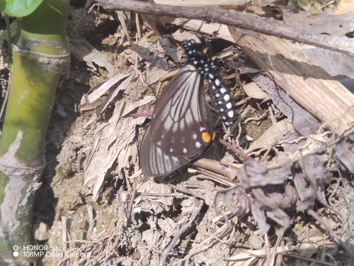 Lesser Mime
