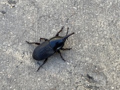 Scyphophorus