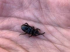 Scyphophorus
