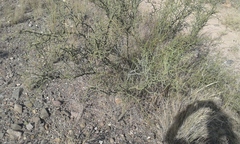 Hualania colletioides