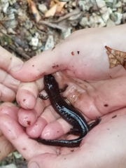 Desmognathus brimleyorum