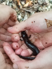 Desmognathus brimleyorum