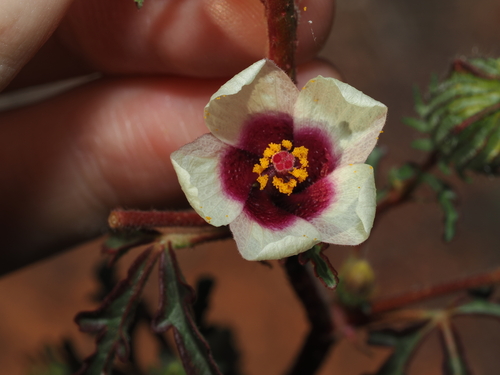 narrow leaf bladder ketmia (Hibiscus tridactylites)