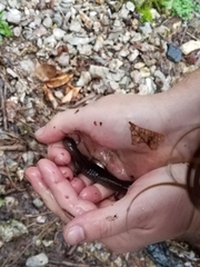 Desmognathus brimleyorum