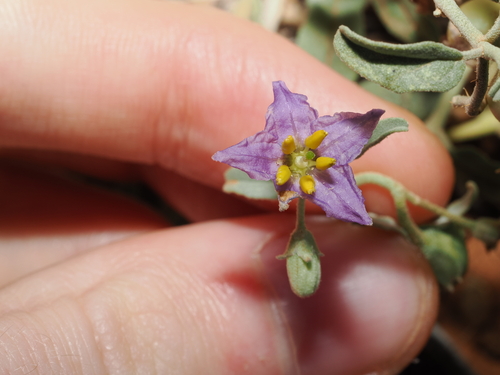 quena (Solanum esuriale)
