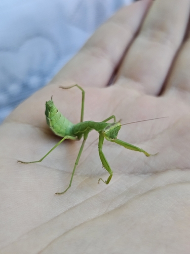 Transcaucasian Giant Mantis