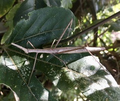 Orienscopia