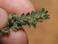 Euphorbe Prostrée (Euphorbia prostrata)