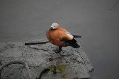 Tadorna ferruginea