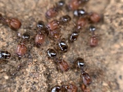 Pheidole pilifera