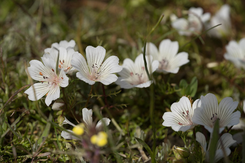 Douglas' Meadowfoam (Limnanthes douglasii)
