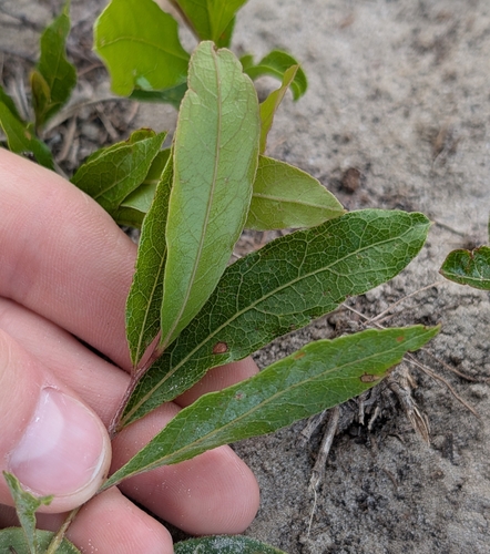 Gopher apple (Geobalanus oblongifolius)