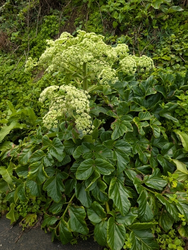 Angelica hirsutiflora, photograph 3