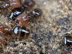 Pheidole pilifera