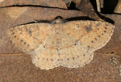 Casbia melanops