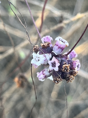 Devilsthread (Cuscuta chilensis)