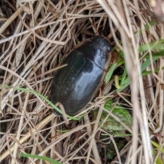 Dytiscus fasciventris
