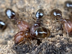 Pheidole pilifera