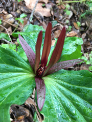 Trillium angustipetalum