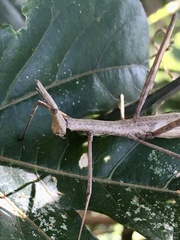 Orienscopia
