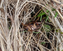 Dytiscus fasciventris