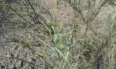 Hualania colletioides