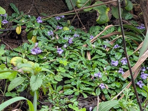 Taiwan Bugle (Ajuga pygmaea)