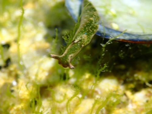 Elysia viridis