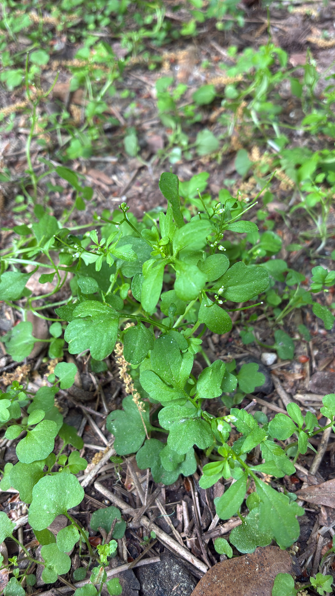 Hidden Bittercress (Cardamine occulta)