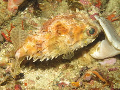 Cyclichthys orbicularis