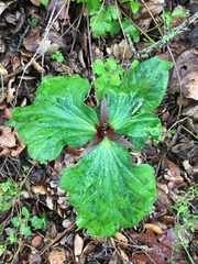 Trillium angustipetalum