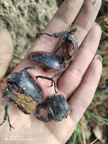 Odontolabis cuvera sinensis