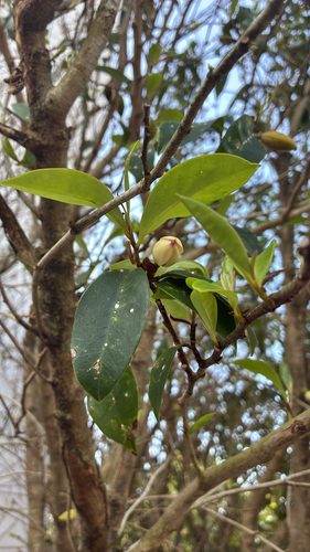 Banana Magnolia (Magnolia figo)