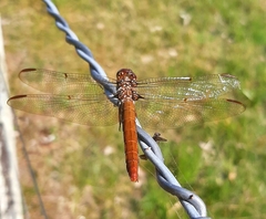 Orthemis nodiplaga