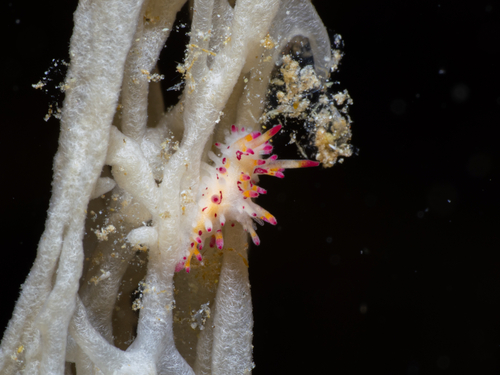 Aegires villosus