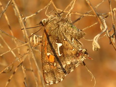 Phasis braueri