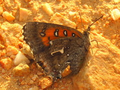 Phasis braueri