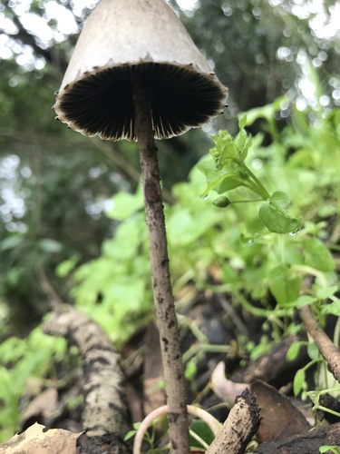 Petticoat Mottlegill