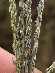 Digitaria argyrograpta