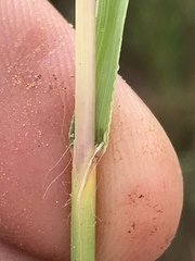 Digitaria argyrograpta