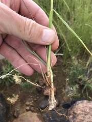 Digitaria argyrograpta