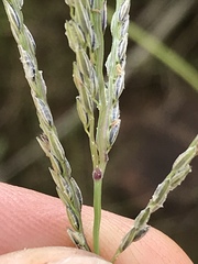 Digitaria argyrograpta
