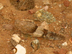 Sphingonotus scabriculus