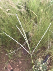 Digitaria argyrograpta