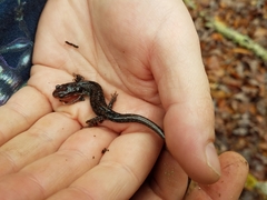Plethodon caddoensis