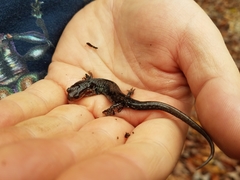Plethodon caddoensis